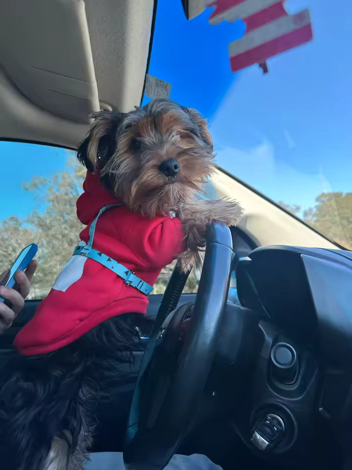 The Dog Face Dog Hoodie (BLACK)